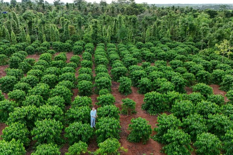Sur les hauts plateaux du Vietnam, le lucratif durian remplace le café