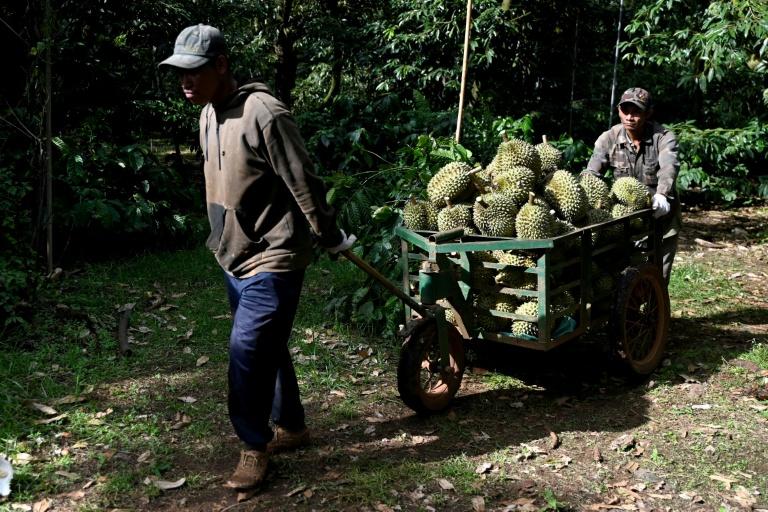 Sur les hauts plateaux du Vietnam, le lucratif durian remplace le café