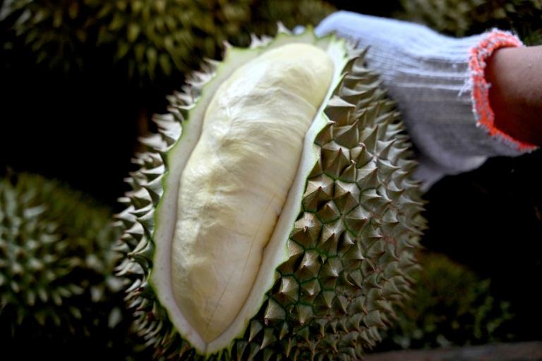 Sur les hauts plateaux du Vietnam, le lucratif durian remplace le café