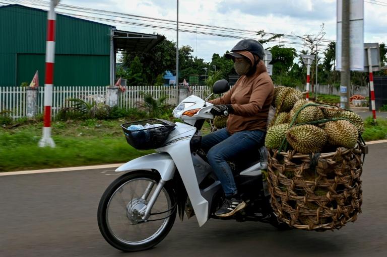 Sur les hauts plateaux du Vietnam, le lucratif durian remplace le café