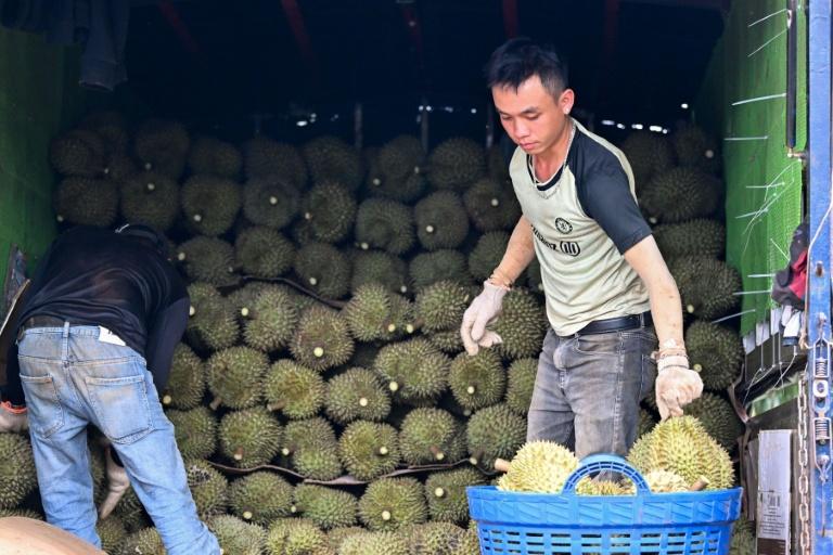 Sur les hauts plateaux du Vietnam, le lucratif durian remplace le café