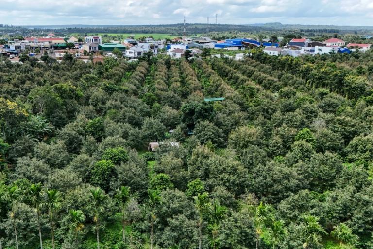 Sur les hauts plateaux du Vietnam, le lucratif durian remplace le café