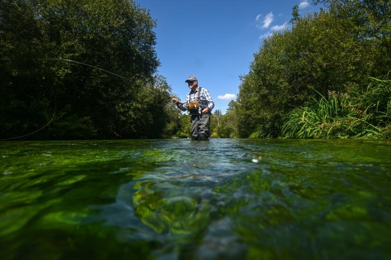 Truites et saumons, trésors des rivières crayeuses anglaises menacés par le réchauffement climatique