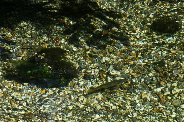 Truites et saumons, trésors des rivières crayeuses anglaises menacés par le réchauffement climatique