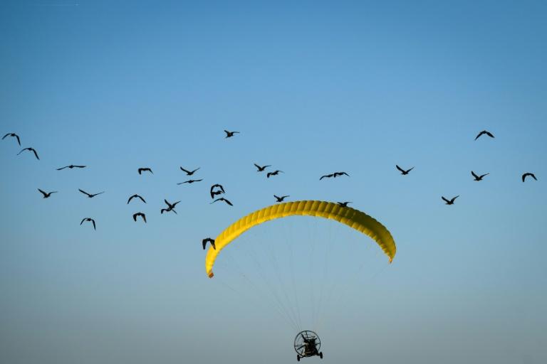 Quand des humains guident des oiseaux dans les airs pour leur apprendre la migration