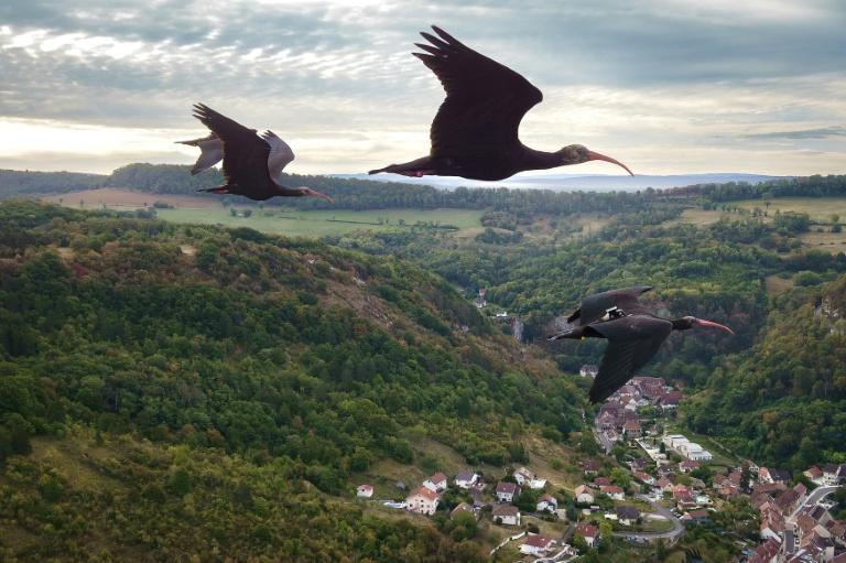 Quand des humains guident des oiseaux dans les airs pour leur apprendre la migration