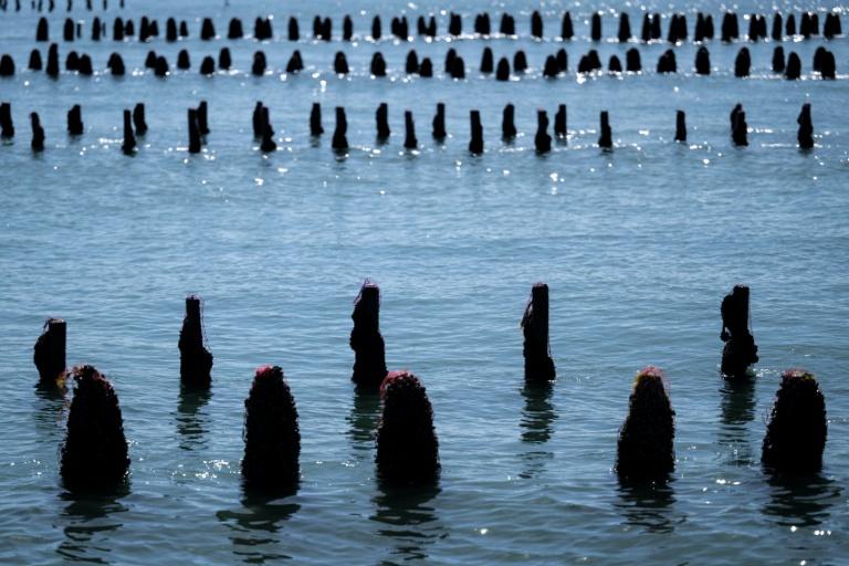 Après un été sec et brûlant, la moule française en souffrance