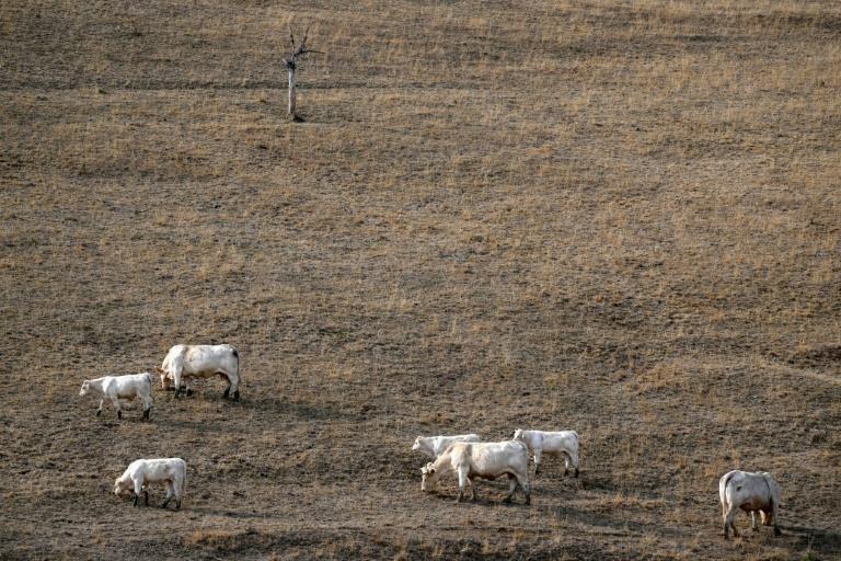 Europe : un stress thermique record lors de l'été le plus chaud jamais enregistré