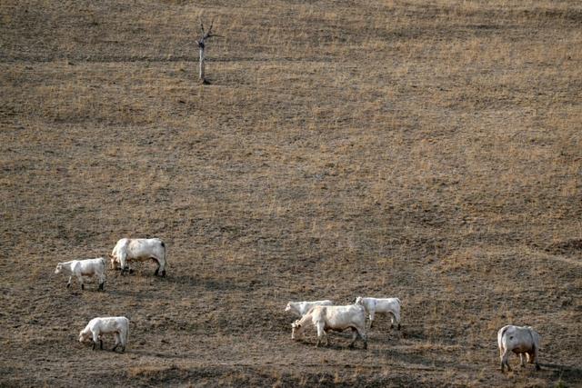 Europe : un stress thermique record lors de l'été le plus chaud jamais enregistré