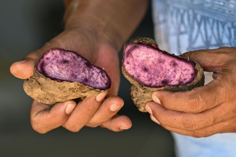 La mode de l'ube, un défi pour les agriculteurs philippins