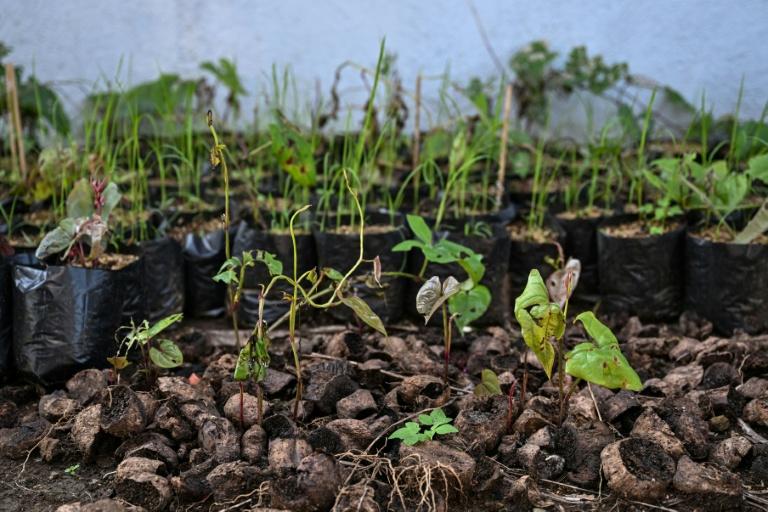 La mode de l'ube, un défi pour les agriculteurs philippins
