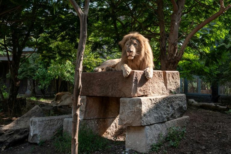 Inde: assailli de critiques, le parc animalier géant de Vantara promet de se réinventer