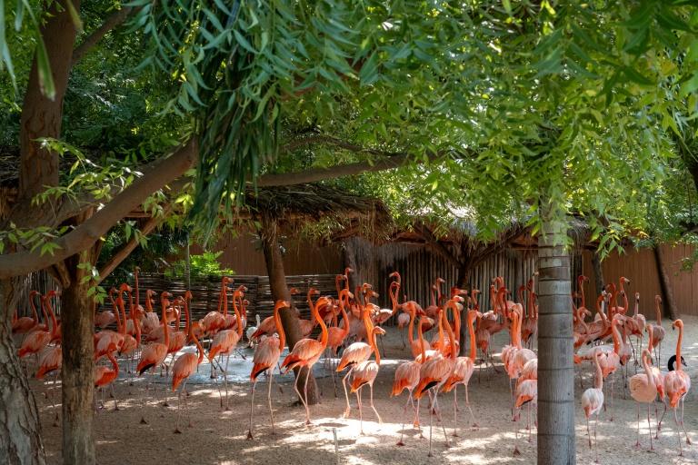 Inde: assailli de critiques, le parc animalier géant de Vantara promet de se réinventer