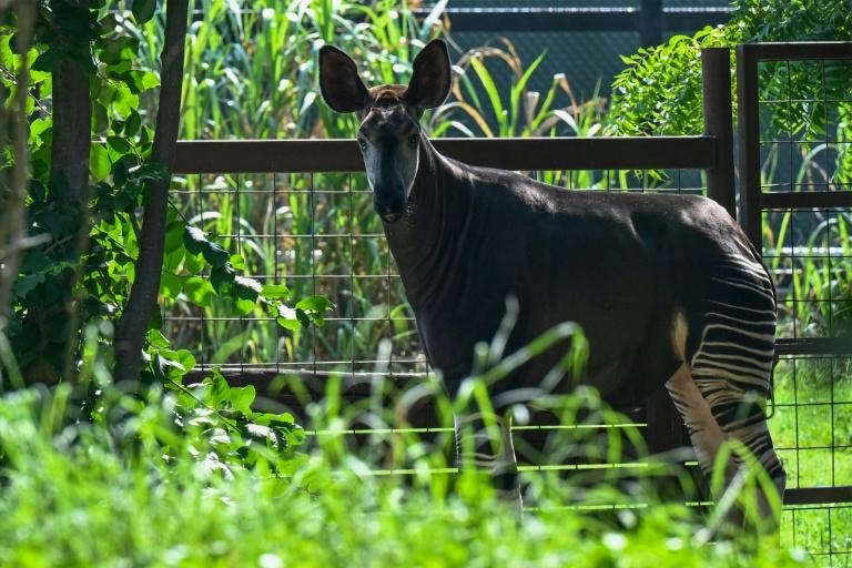 Inde: assailli de critiques, le parc animalier géant de Vantara promet de se réinventer