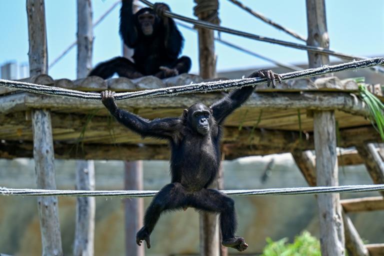 Inde: assailli de critiques, le parc animalier géant de Vantara promet de se réinventer