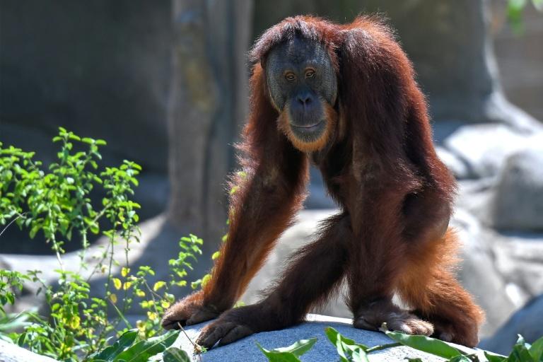 Inde: assailli de critiques, le parc animalier géant de Vantara promet de se réinventer