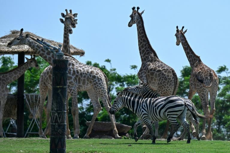 Inde: assailli de critiques, le parc animalier géant de Vantara promet de se réinventer