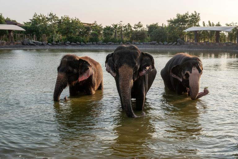 Inde: assailli de critiques, le parc animalier géant de Vantara promet de se réinventer