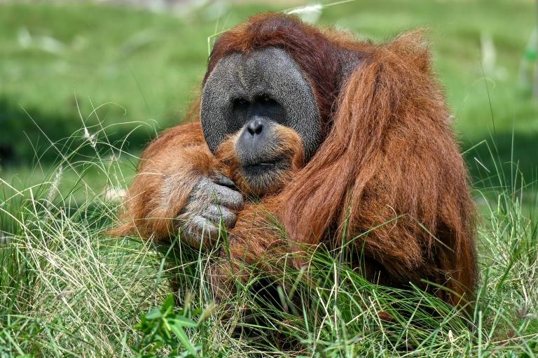 Inde: assailli de critiques, le parc animalier géant de Vantara promet de se réinventer