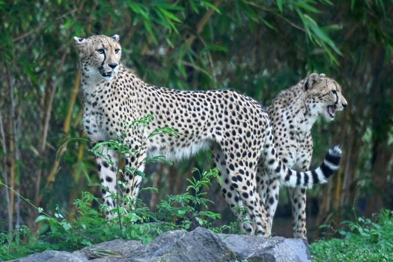 Inde: assailli de critiques, le parc animalier géant de Vantara promet de se réinventer