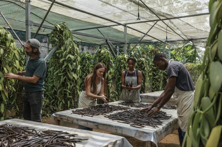 Sao Tomé: l'île chocolat développe sa culture de vanille