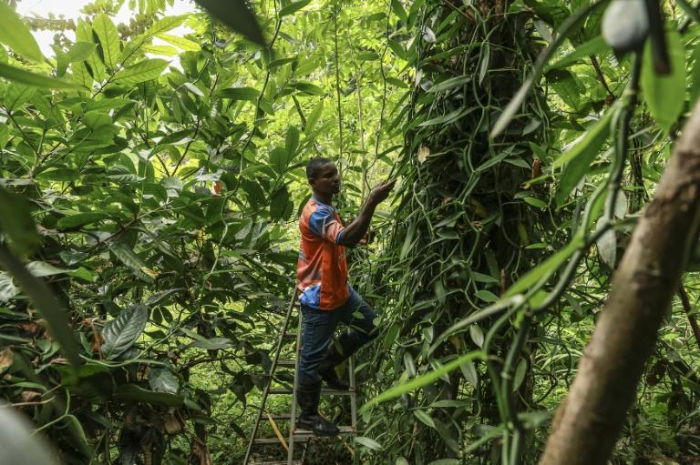 Sao Tomé: l'île chocolat développe sa culture de vanille