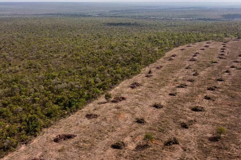 Brésil : la déforestation en Amazonie au plus bas depuis près de 40 ans