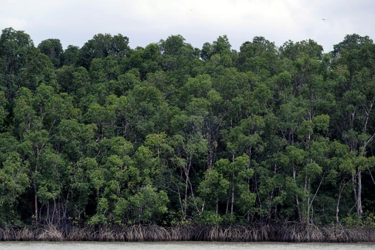 Brésil : la déforestation en Amazonie au plus bas depuis près de 40 ans