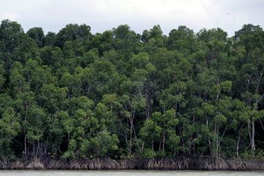 Brésil : la déforestation en Amazonie au plus bas depuis près de 40 ans