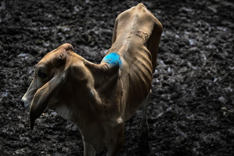 El Niño : l'essentiel de la semaine