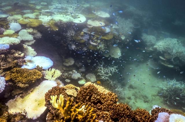 Changement climatique : 96 % des récifs coralliens menacés d'extinction d'ici 50 ans, selon l'UICN