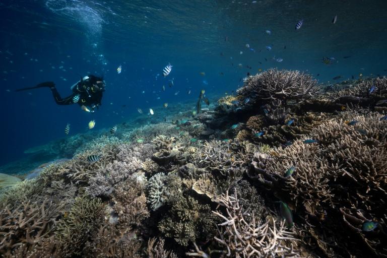 Changement climatique : 96 % des récifs coralliens menacés d'extinction d'ici 50 ans, selon l'UICN
