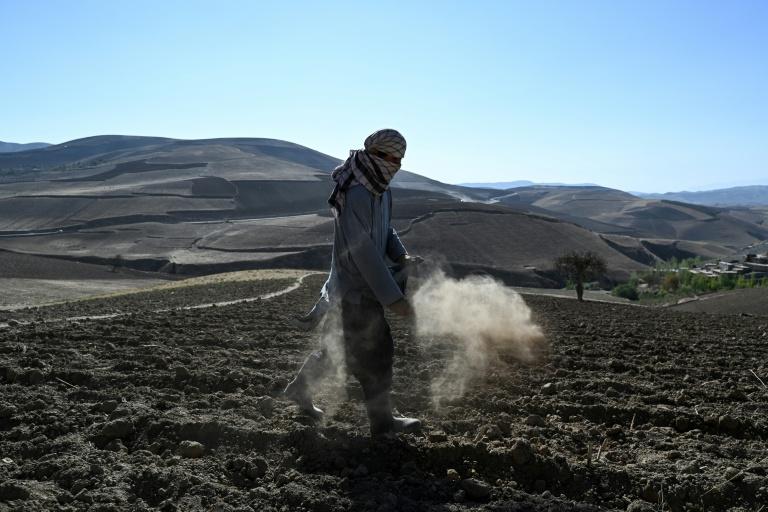 La culture du pavot à opium repart à la hausse dans un Afghanistan en proie aux crises