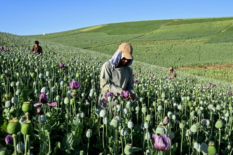 La culture du pavot à opium repart à la hausse dans un Afghanistan en proie aux crises