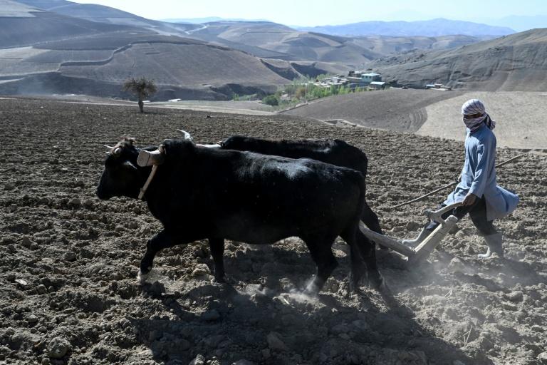 La culture du pavot à opium repart à la hausse dans un Afghanistan en proie aux crises