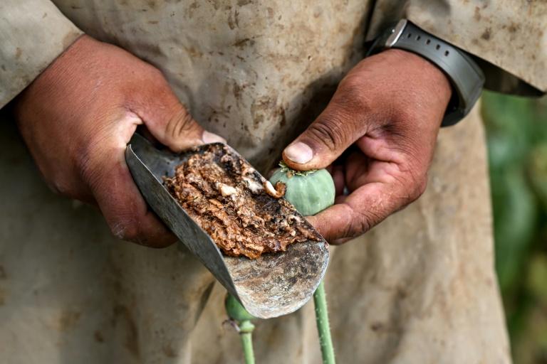 La culture du pavot à opium repart à la hausse dans un Afghanistan en proie aux crises