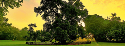 Le Tembusu centenaire des Jardins Botaniques de Singapour