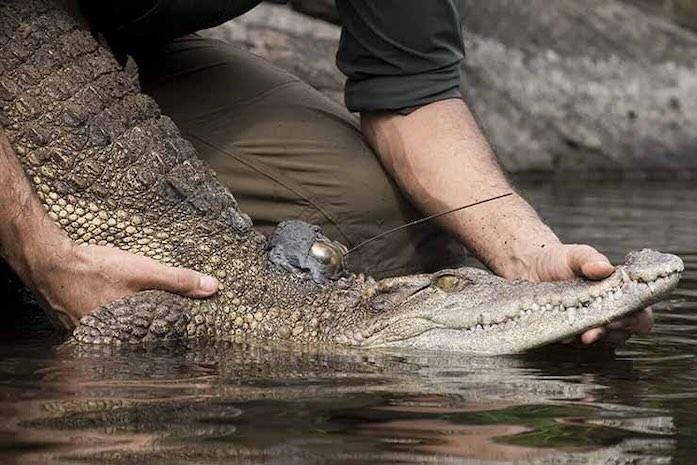 Retour des crocodiles siamois dans les forêts du Cambodge