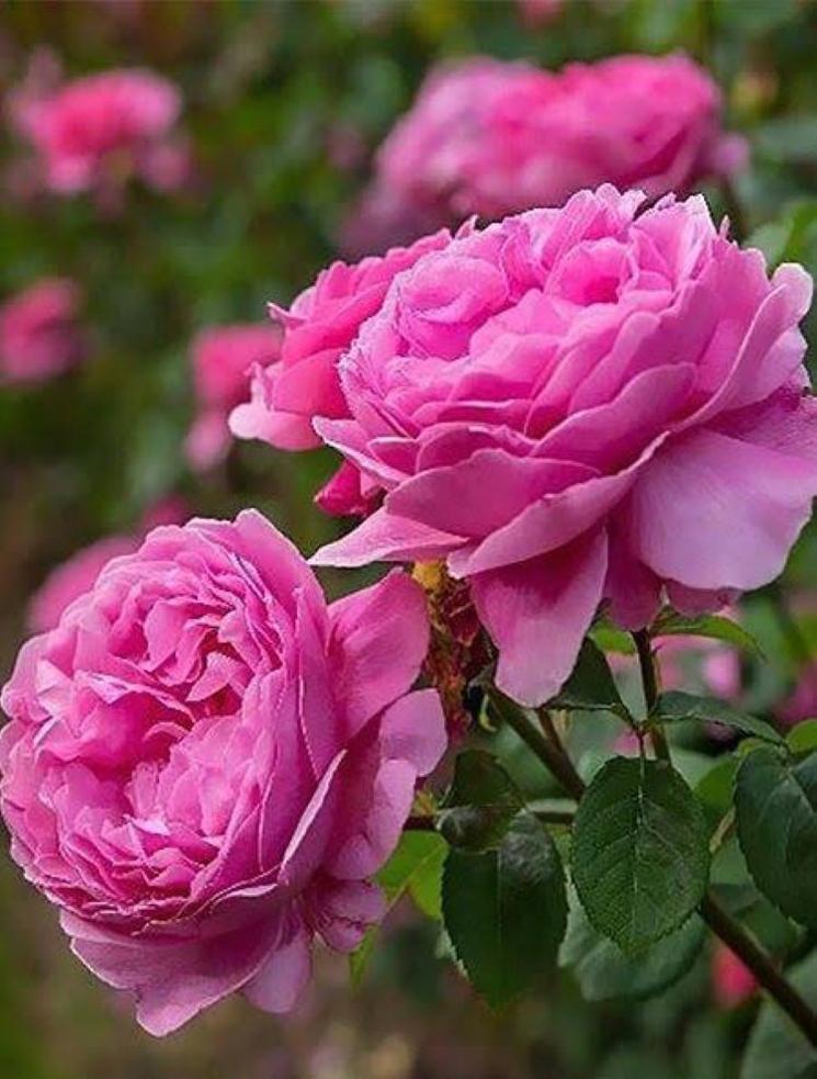 Gros plan sur la rose de Damas cultivée à Isparta