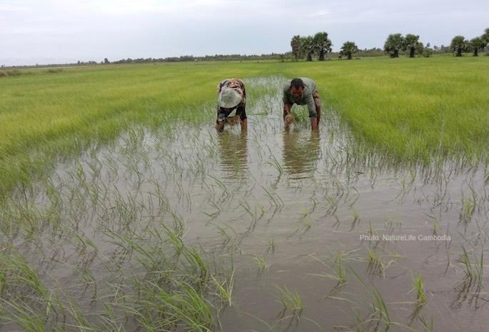 « Riz ami des grues »