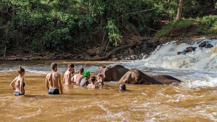 Baignade avec les éléphants