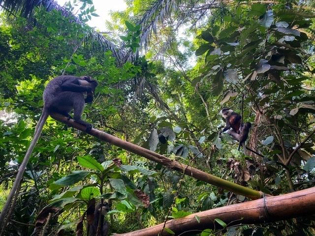 Troupes de singes à ventre rouge