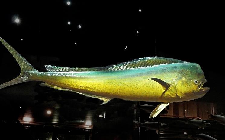 Sortie pêche en mer Hong Kong