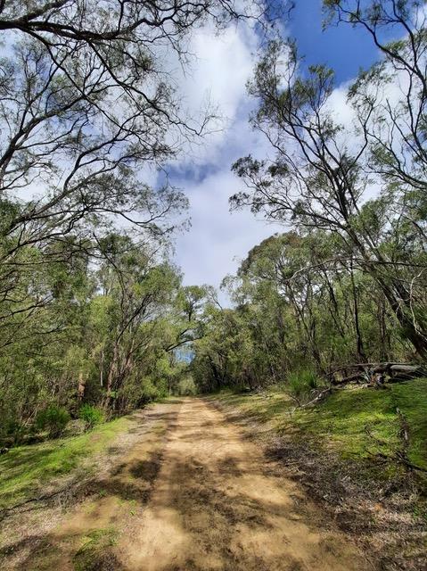 Marche forestière Yalgorup