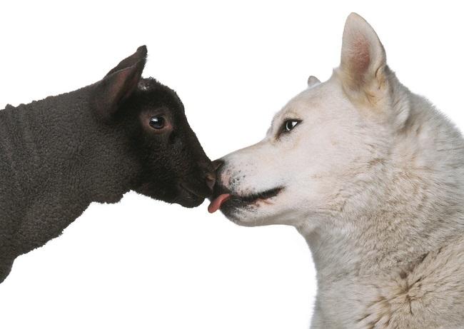 Photo d'un loup et mouton