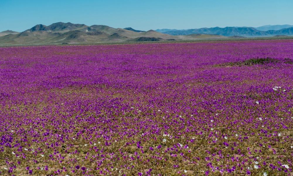 désert-rose-atacama