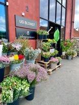 Le fleuriste UG Blomst
