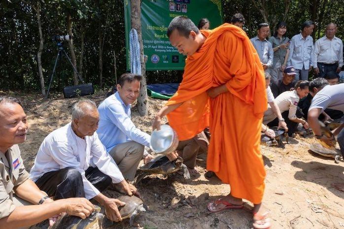 20 tortues royales réintroduites en milieu naturel au Cambodge