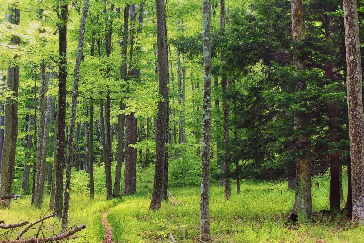 balade-vélo-bucarest-cernica-foret