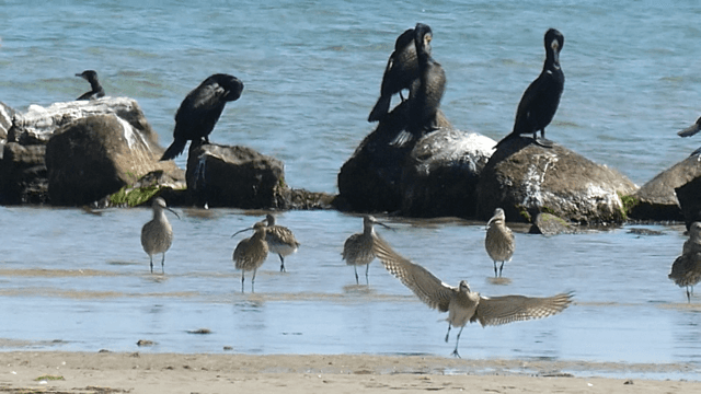 Courlis cendré Courlis Corlieu Nivå Danemark